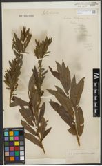 Foto von Salix purpurea L. x Salix viminalis L.